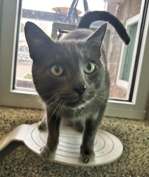 Chandler, Adoptable, Adult Male Domestic Short Hair.