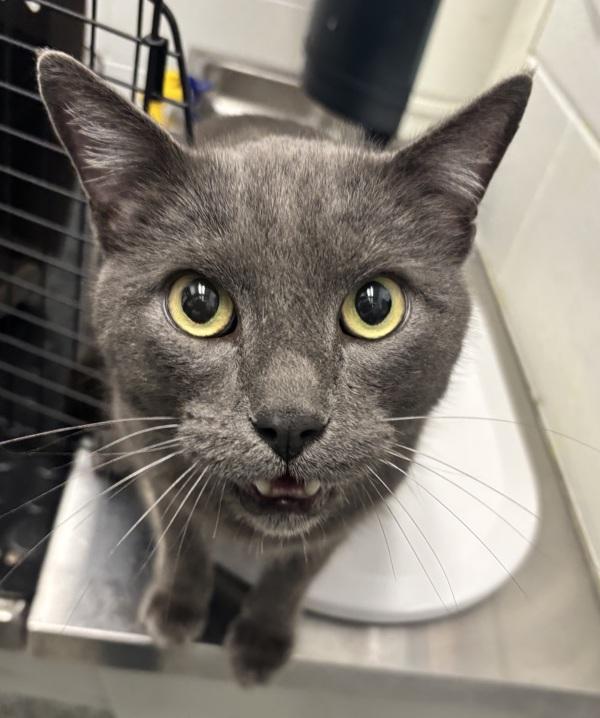 Enlarge Chandler, a Adoptable mixed breed in Golden, CO image 2/3