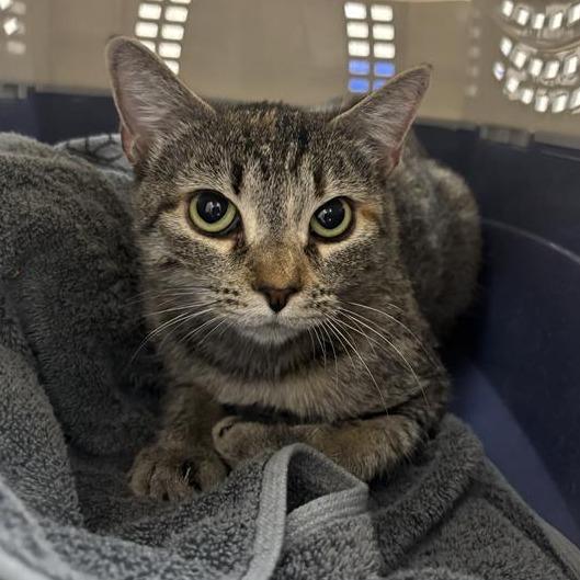 Fyre, Adoptable, Adult Female Domestic Short Hair.