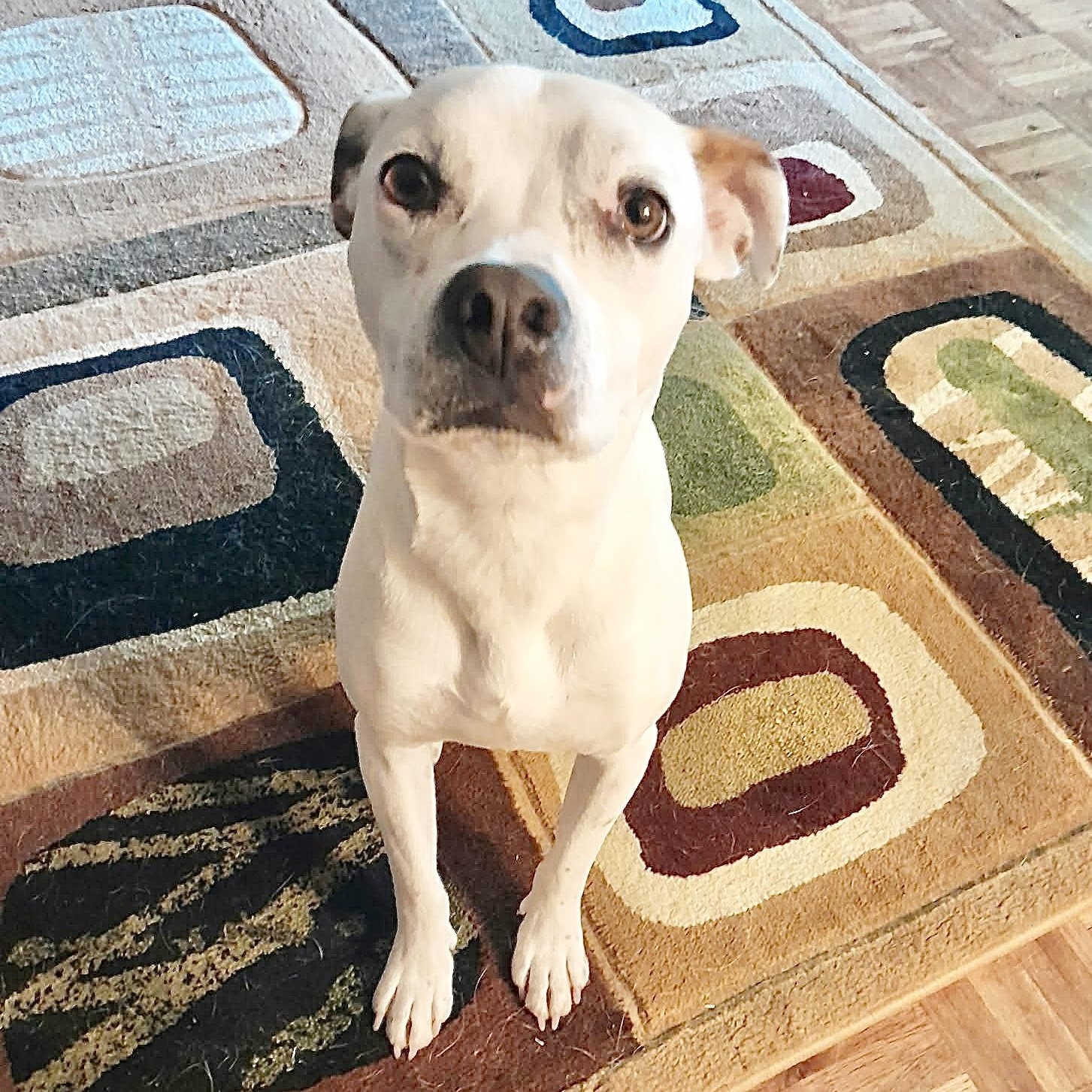 Enlarge Spike, a Adoptable mixed breed in Portland, OR image 3/6