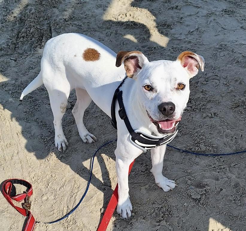 Enlarge Spike, a Adoptable mixed breed in Portland, OR image 1/6