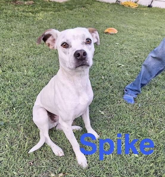 Enlarge Spike, a Adoptable mixed breed in Portland, OR image 5/6