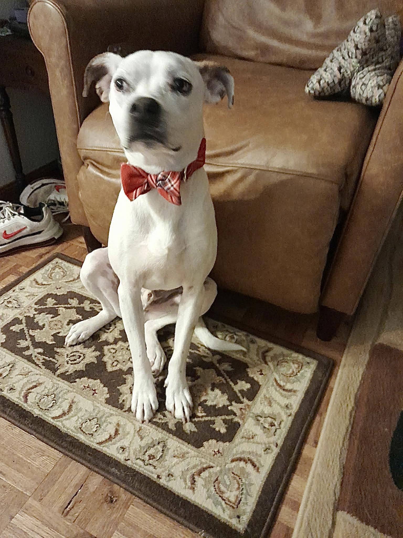 Enlarge Spike, a Adoptable mixed breed in Portland, OR image 6/6