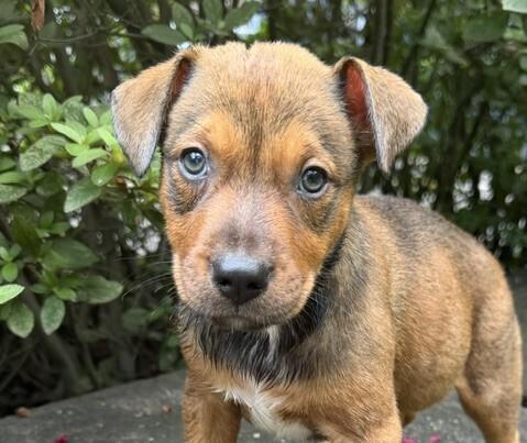 Enlarge Babe Wren, a Adoptable mixed breed in Washington, DC image 1/6