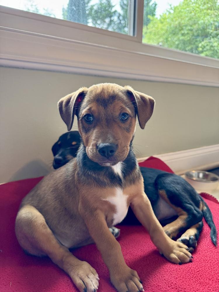 Enlarge Babe Wren, a Adoptable mixed breed in Washington, DC image 2/6