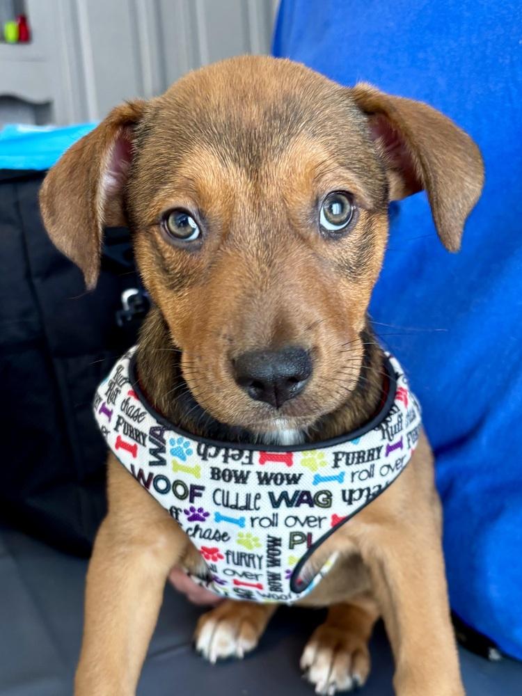 Enlarge Babe Wren, a Adoptable mixed breed in Washington, DC image 3/6