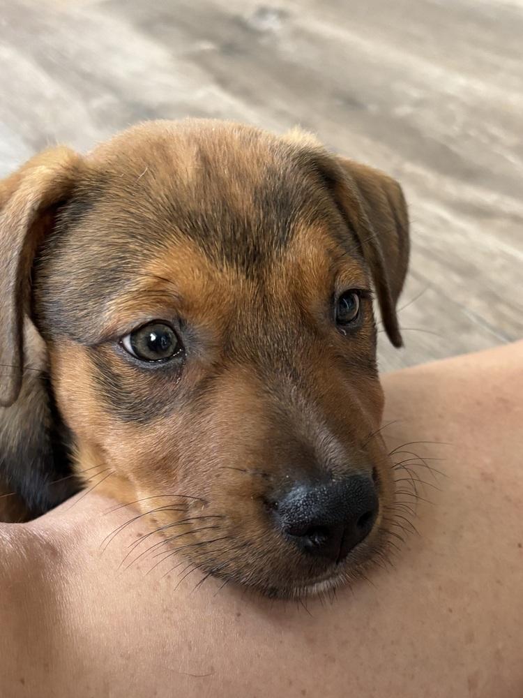 Enlarge Babe Wren, a Adoptable mixed breed in Washington, DC image 4/6