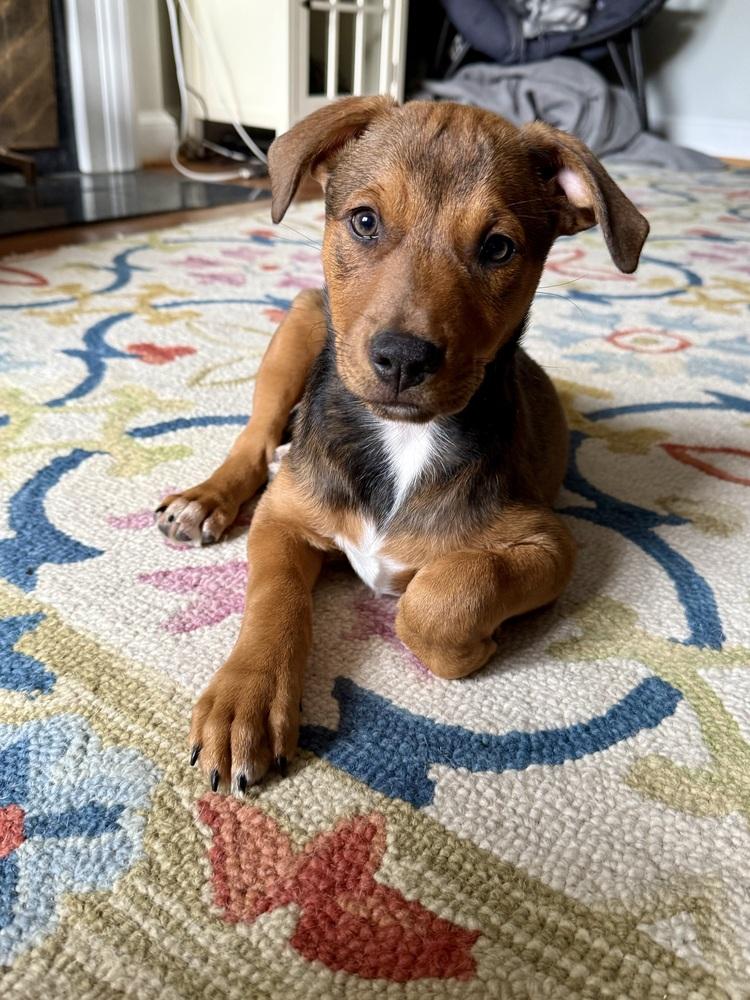 Enlarge Babe Wren, a Adoptable mixed breed in Washington, DC image 5/6