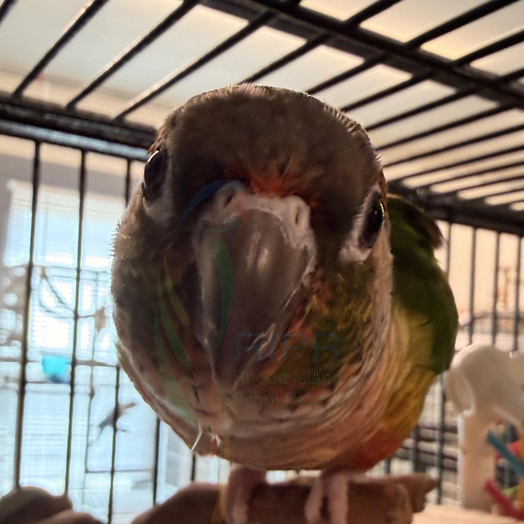 Star, adopted, Adult Unknown Conure.