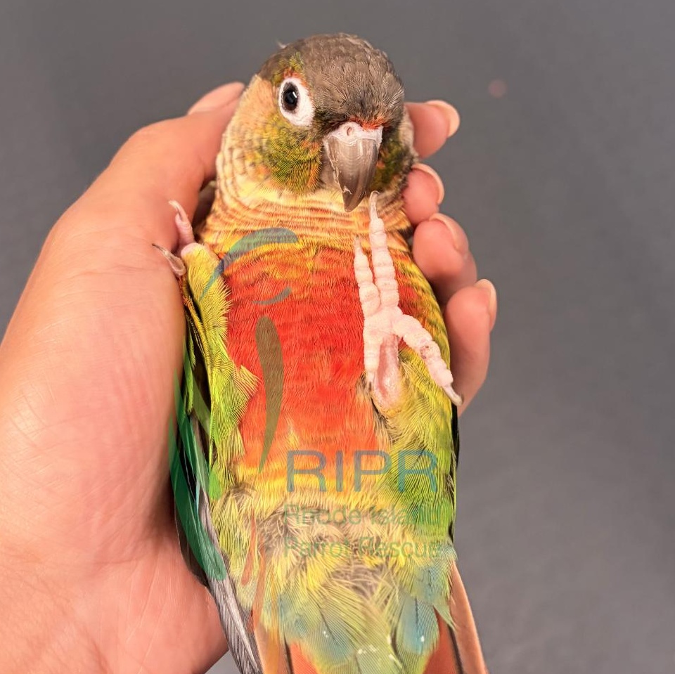 Enlarge Star, an adopted Conure in Warwick, RI image 5/6