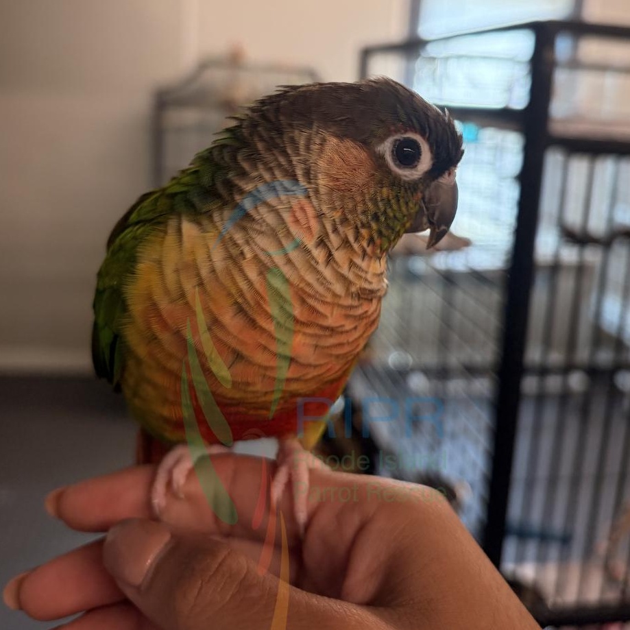 Enlarge Star, an adopted Conure in Warwick, RI image 6/6