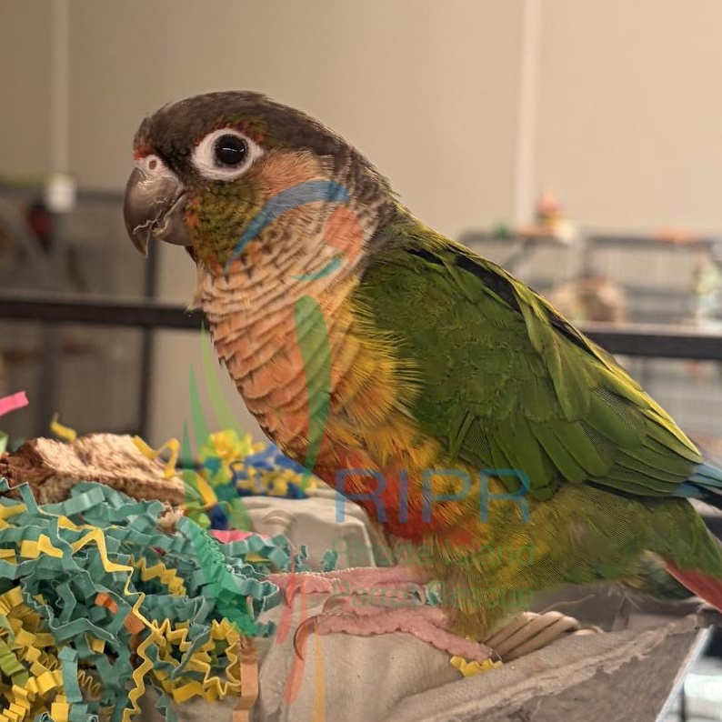 Enlarge Star, an adopted Conure in Warwick, RI image 4/6