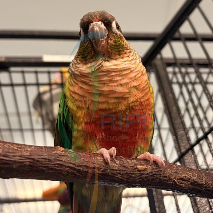 Enlarge Star, an adopted Conure in Warwick, RI image 3/6