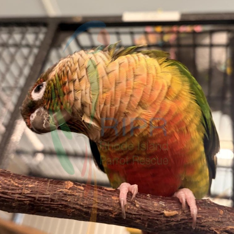 Enlarge Star, an adopted Conure in Warwick, RI image 2/6