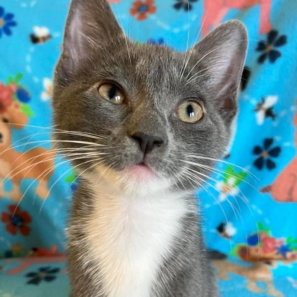 Athena, a Adoptable Domestic Short Hair in Tallahassee, FL image 1/3