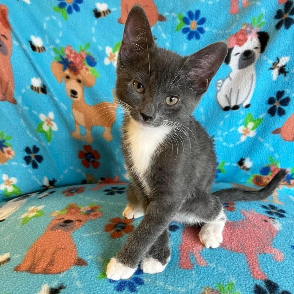 Athena, a Adoptable Domestic Short Hair in Tallahassee, FL image 2/3