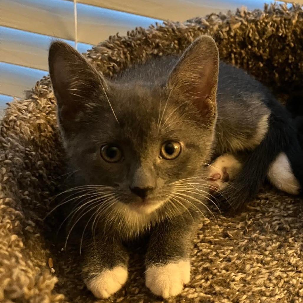 Athena, a Adoptable Domestic Short Hair in Tallahassee, FL image 3/3