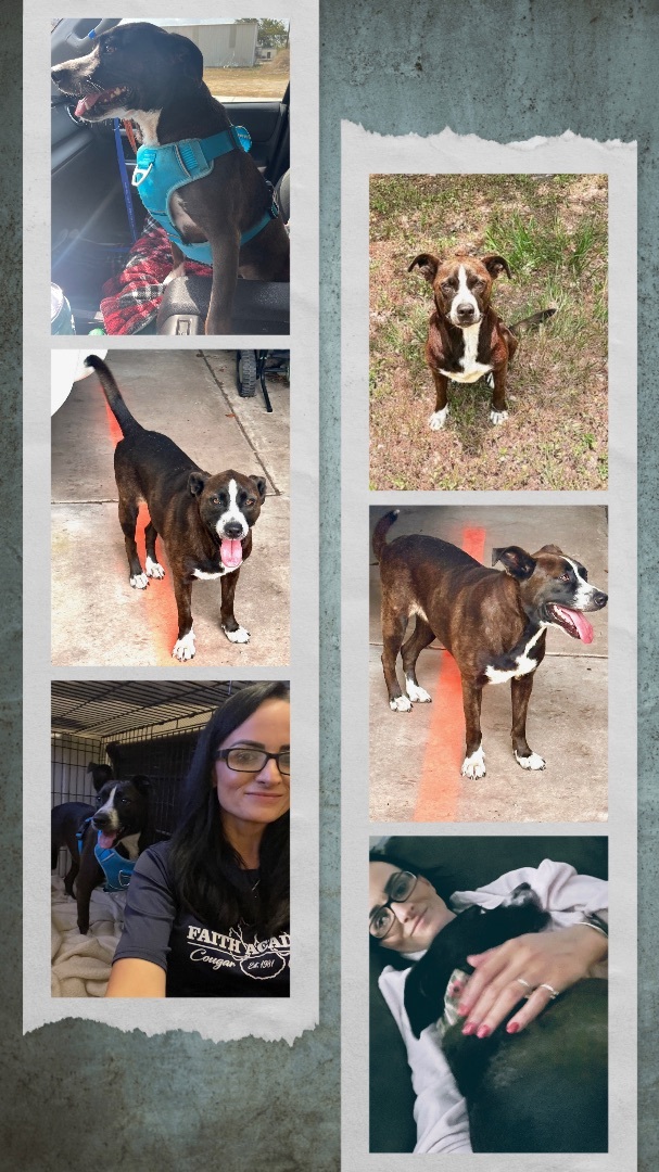 Enlarge Layla, a Adoptable mixed breed in Inez, TX image 1/15