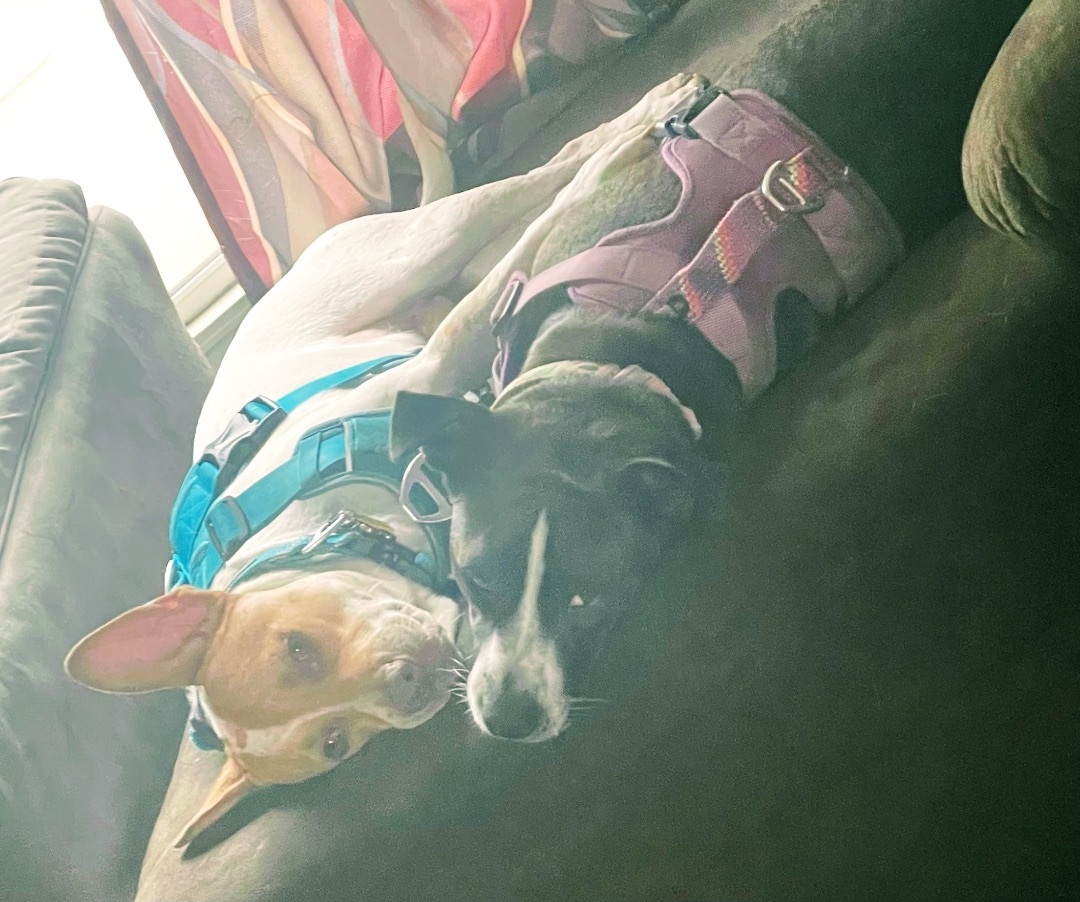 Enlarge Layla, a Adoptable mixed breed in Inez, TX image 2/15