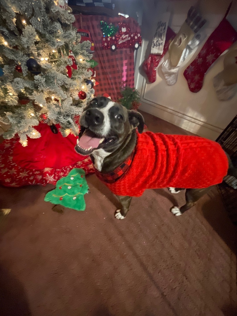 Enlarge Layla, a Adoptable mixed breed in Inez, TX image 3/15