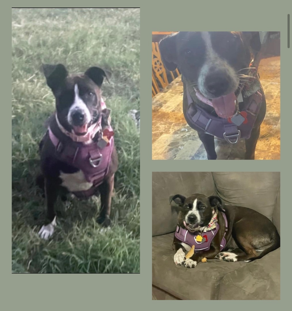 Enlarge Layla, a Adoptable mixed breed in Inez, TX image 5/15