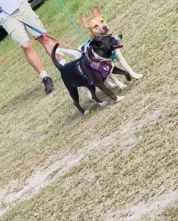 Enlarge Layla, a Adoptable mixed breed in Inez, TX video 15/15