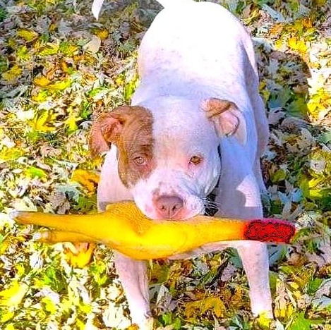 Enlarge YOKO, a Adoptable mixed breed image 1/6