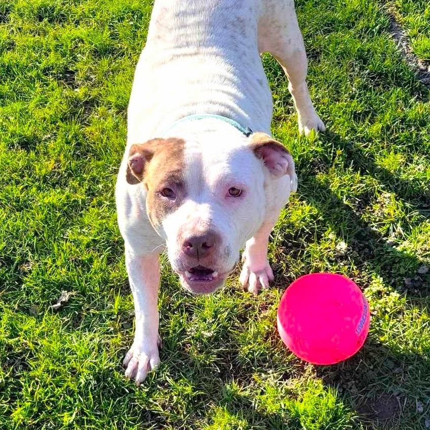 Enlarge YOKO, a Adoptable mixed breed image 5/6