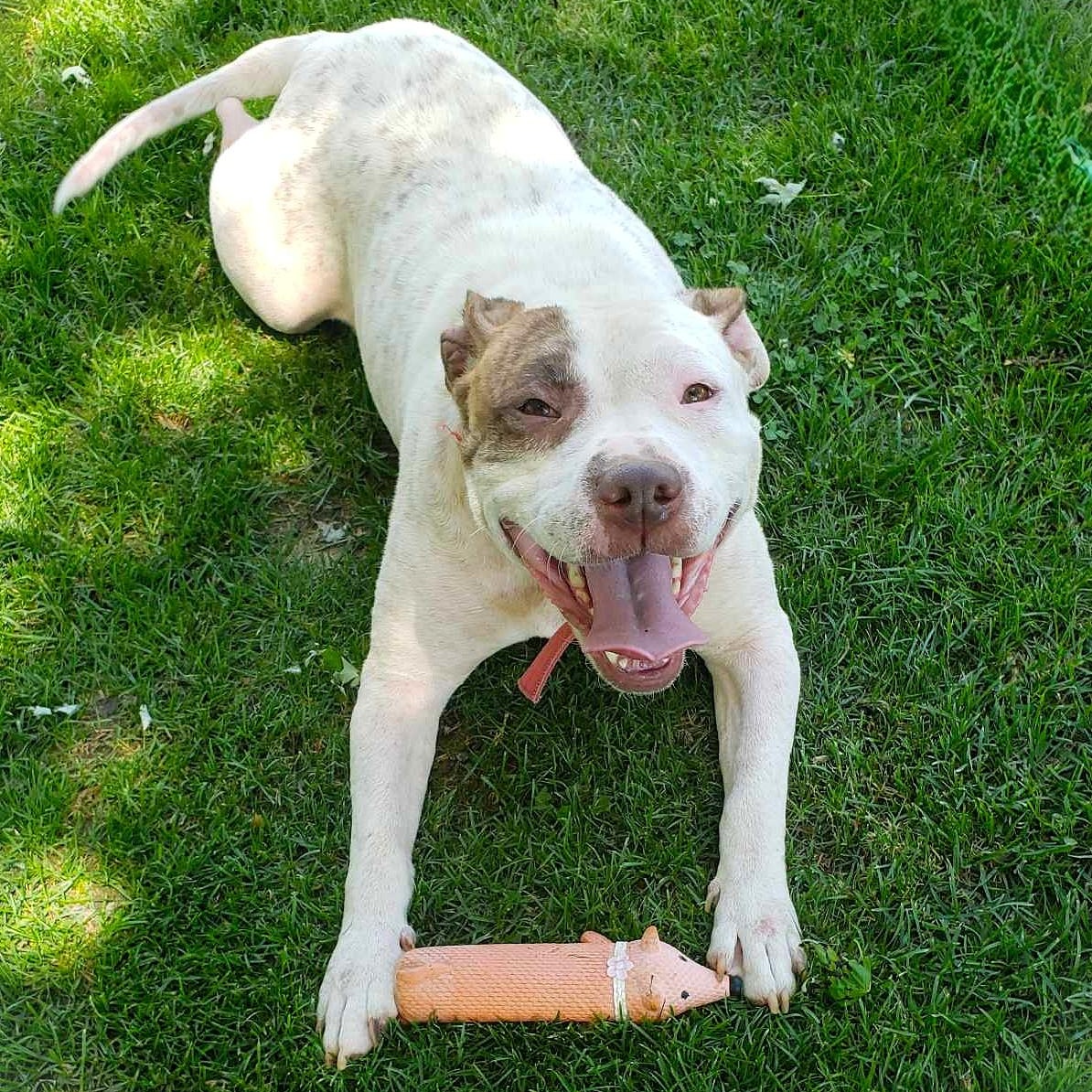 Enlarge YOKO, a Adoptable mixed breed image 4/6