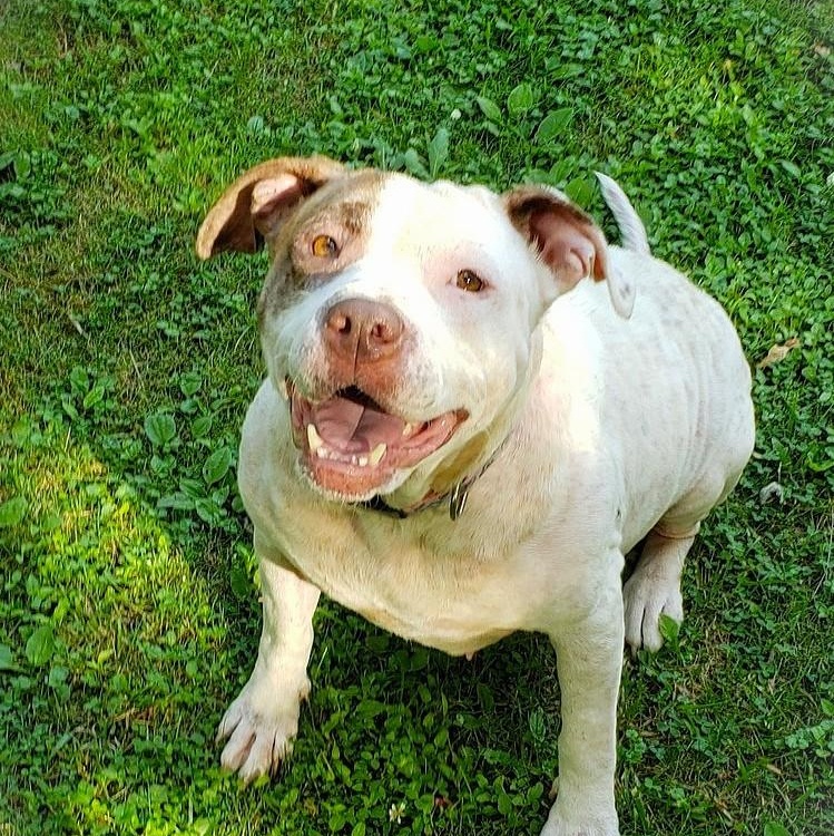 Enlarge YOKO, a Adoptable mixed breed image 2/6