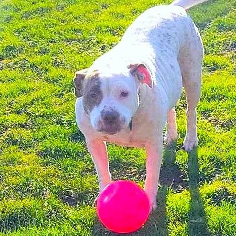 Enlarge YOKO, a Adoptable mixed breed image 3/6