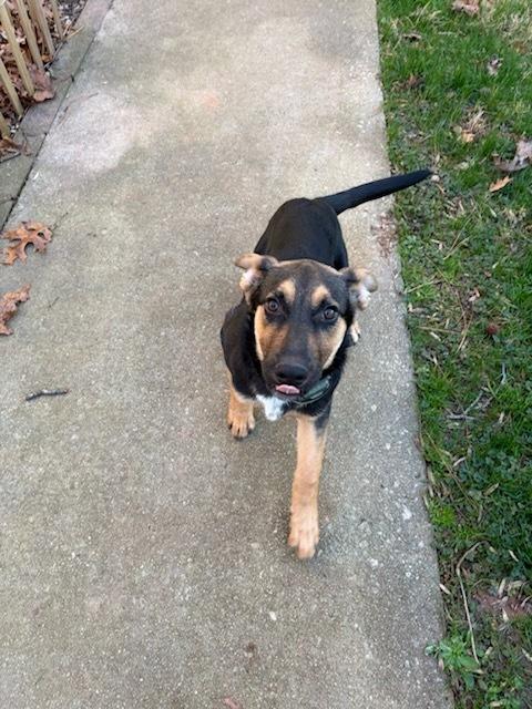 Bailey Mae, Adoptable, Puppy Female German Shepherd Dog.