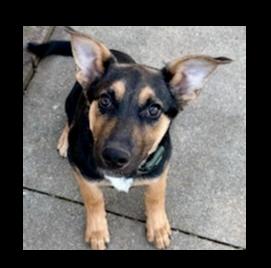 Bailey Mae, a Adoptable mixed breed in Milton, GA image 2/3