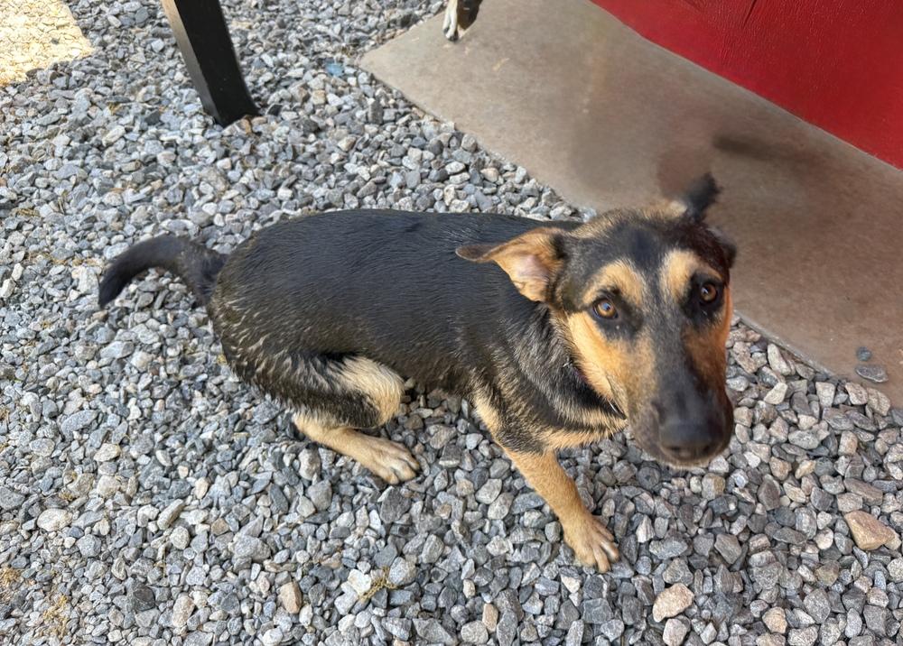Bailey Mae, a Adoptable mixed breed in Milton, GA image 1/5