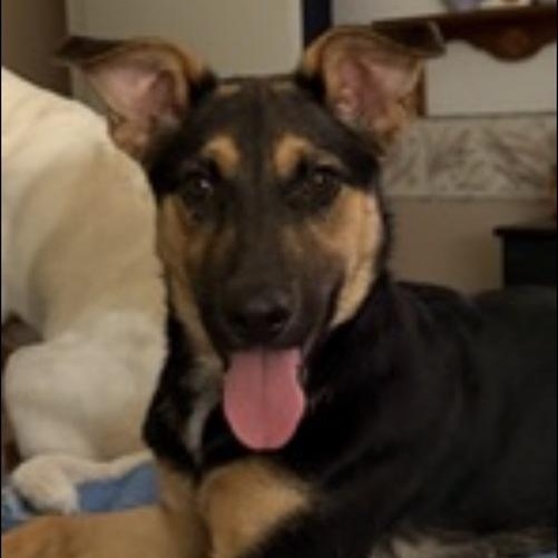 Bailey Mae, Adoptable, Young Female German Shepherd Dog.
