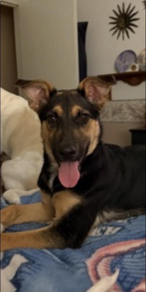 Enlarge Bailey Mae, a Adoptable mixed breed in Milton, GA image 3/5