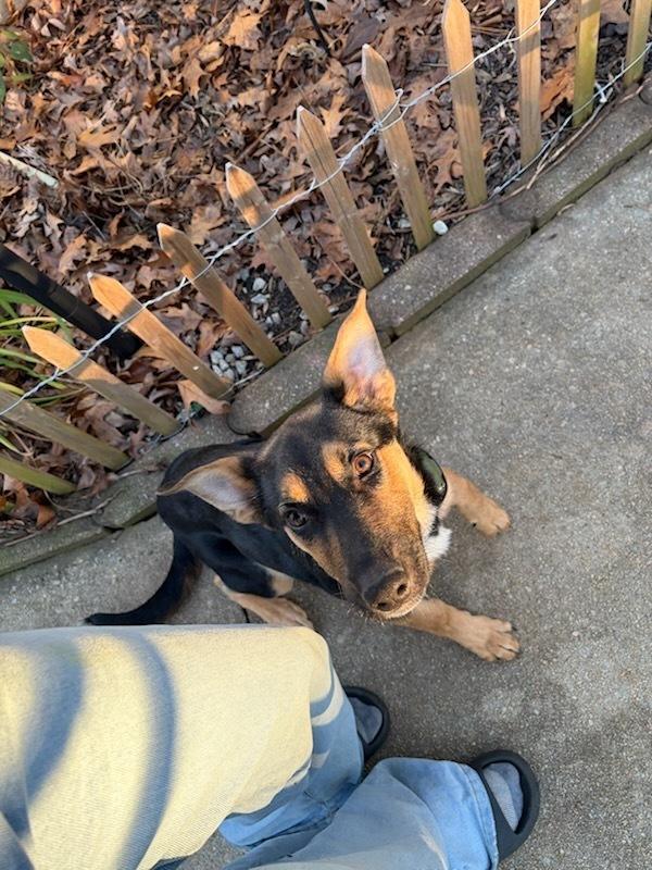 Bailey Mae, a Adoptable mixed breed in Milton, GA image 3/3