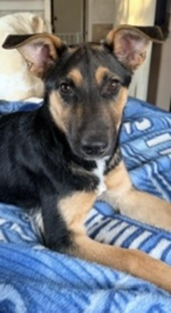 Enlarge Bailey Mae, a Adoptable mixed breed in Milton, GA image 5/5