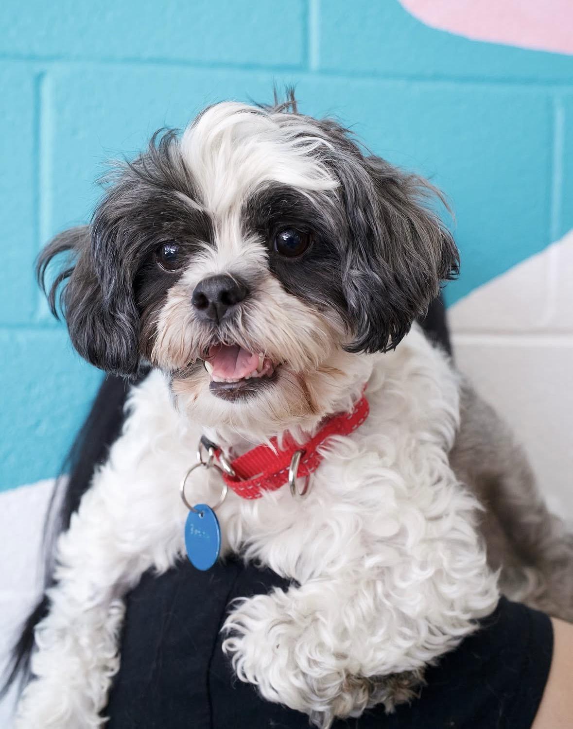 Betty, an adoptable mixed breed in Pasadena, CA image 3/5