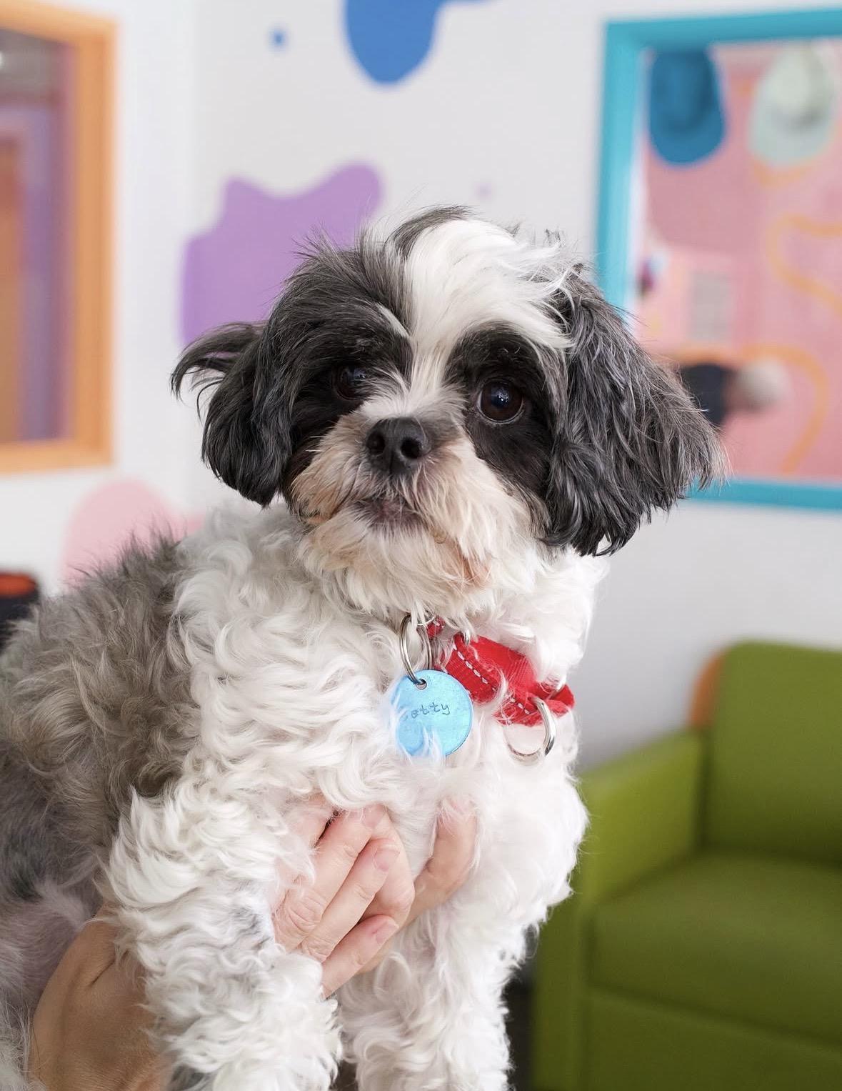 Betty, an adoptable mixed breed in Pasadena, CA image 4/5