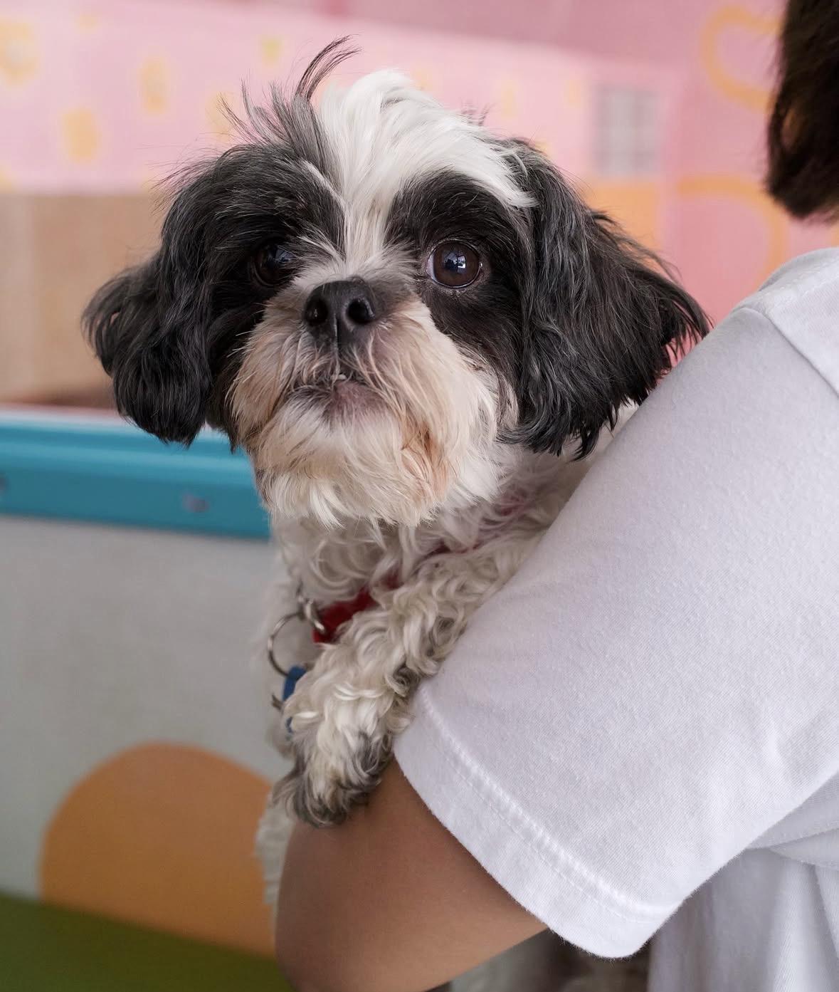 Betty, an adoptable mixed breed in Pasadena, CA image 5/5