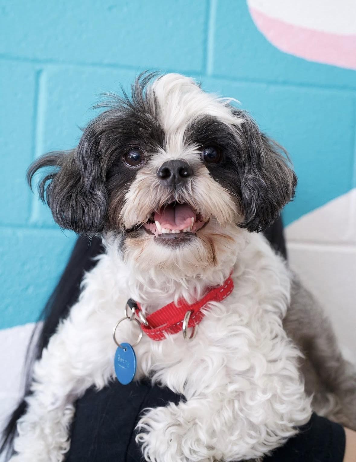 Betty, an adoptable mixed breed in Pasadena, CA image 1/5