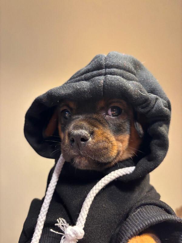 Enlarge Dempsey, a Adoptable mixed breed in renton, WA image 1/6