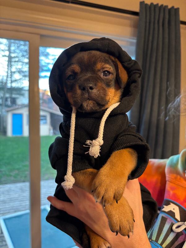 Enlarge Dempsey, a Adoptable mixed breed in renton, WA image 2/6