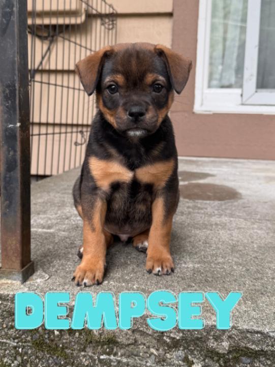 Enlarge Dempsey, a Adoptable mixed breed in renton, WA image 3/6