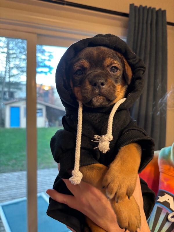 Enlarge Dempsey, a Adoptable mixed breed in renton, WA image 5/6