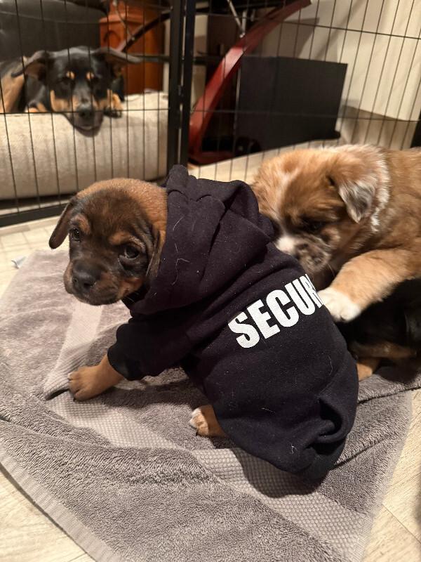 Enlarge Dempsey, a Adoptable mixed breed in renton, WA image 6/6