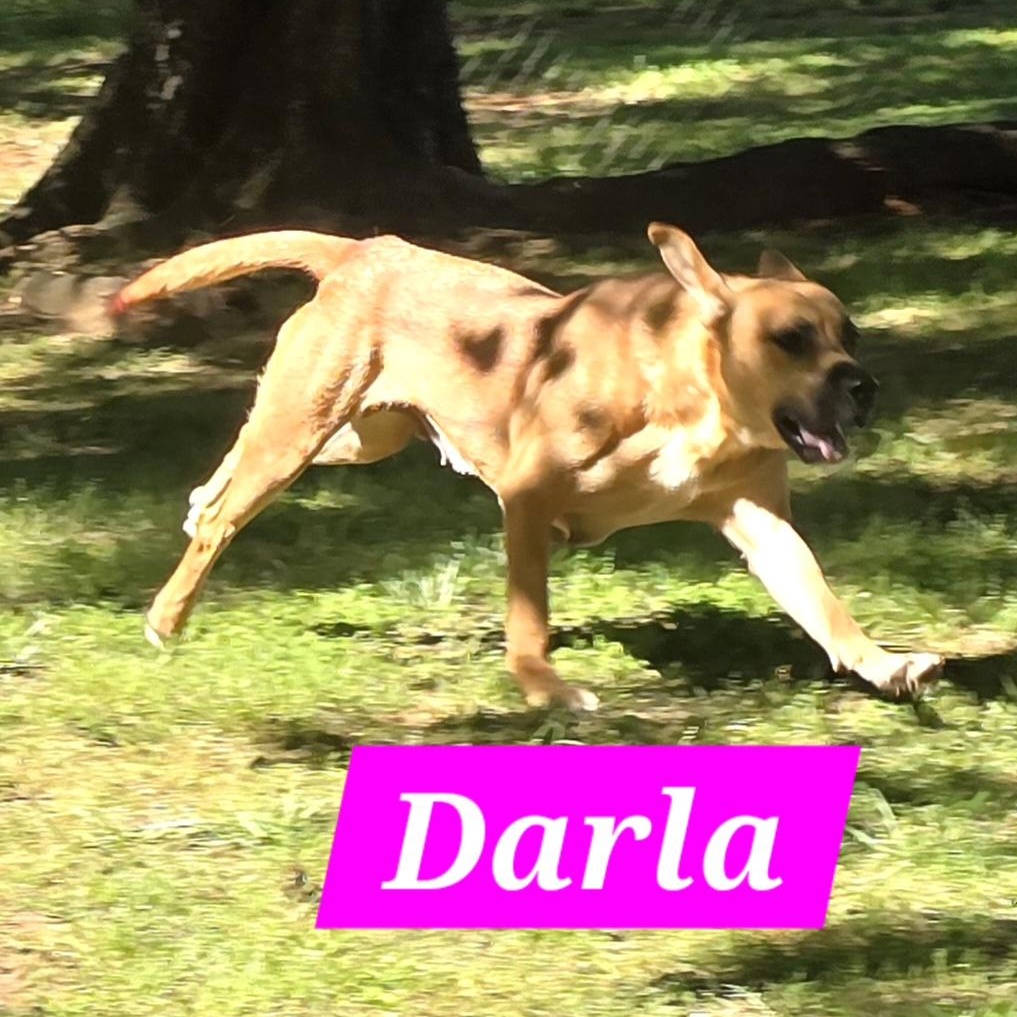 Enlarge Darla, a Adopted mixed breed in Athens, AL image 6/6