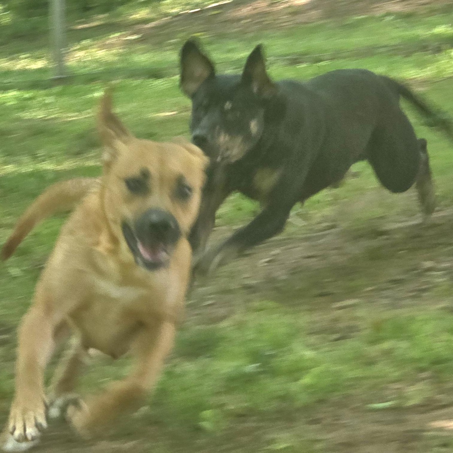 Enlarge Darla, a Adopted mixed breed in Athens, AL image 5/6