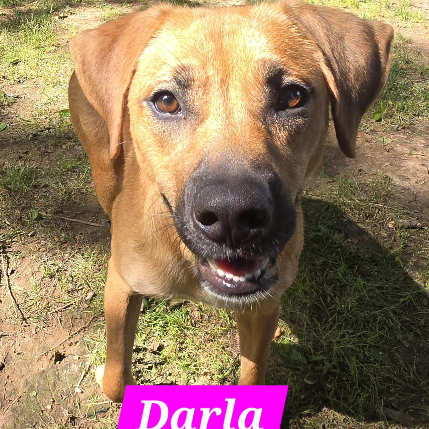 Darla, Adopted, Young Female Shepherd & Dachshund.